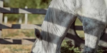 Enhancing Girth Size: Simple and Lasting Methods to Try