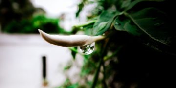 Exploring Okra Water: Health Advantages and Preparation Guide