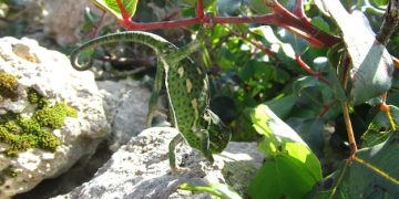 Exploring the Health Perks of Okra Water and a Simple Recipe to Make It