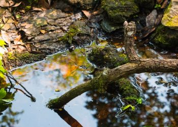 Exploring the Pantal River: Episode 5 of Dagupan City’s Waterway Study in the Philippines
