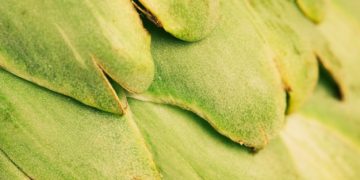 Okra Water: Health Perks and a Simple Recipe to Try