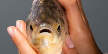 “Reasons to Avoid Consuming Tilapia”