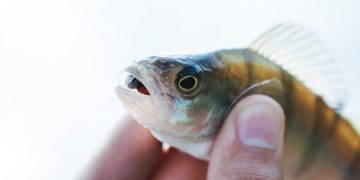 “Reasons to Avoid Consuming Tilapia”