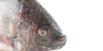 “Reasons to Avoid Tilapia in Your Diet”