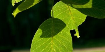 What is the Functionality of Nurish by Nature Made?